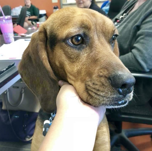 Do you know why this pup was in class?